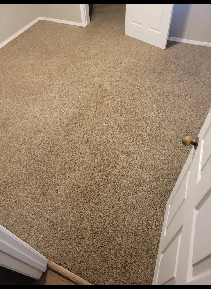 Carpet after pet odor and stain removal