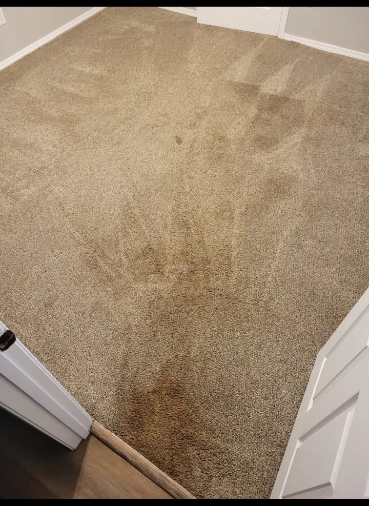 Carpet with pet stains before odor removal treatment